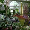 Beautiful Timelapse Shows The Corpse Flower Bloom (Before Toppling Over)